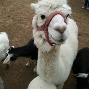 Meet your Posher, Ruth